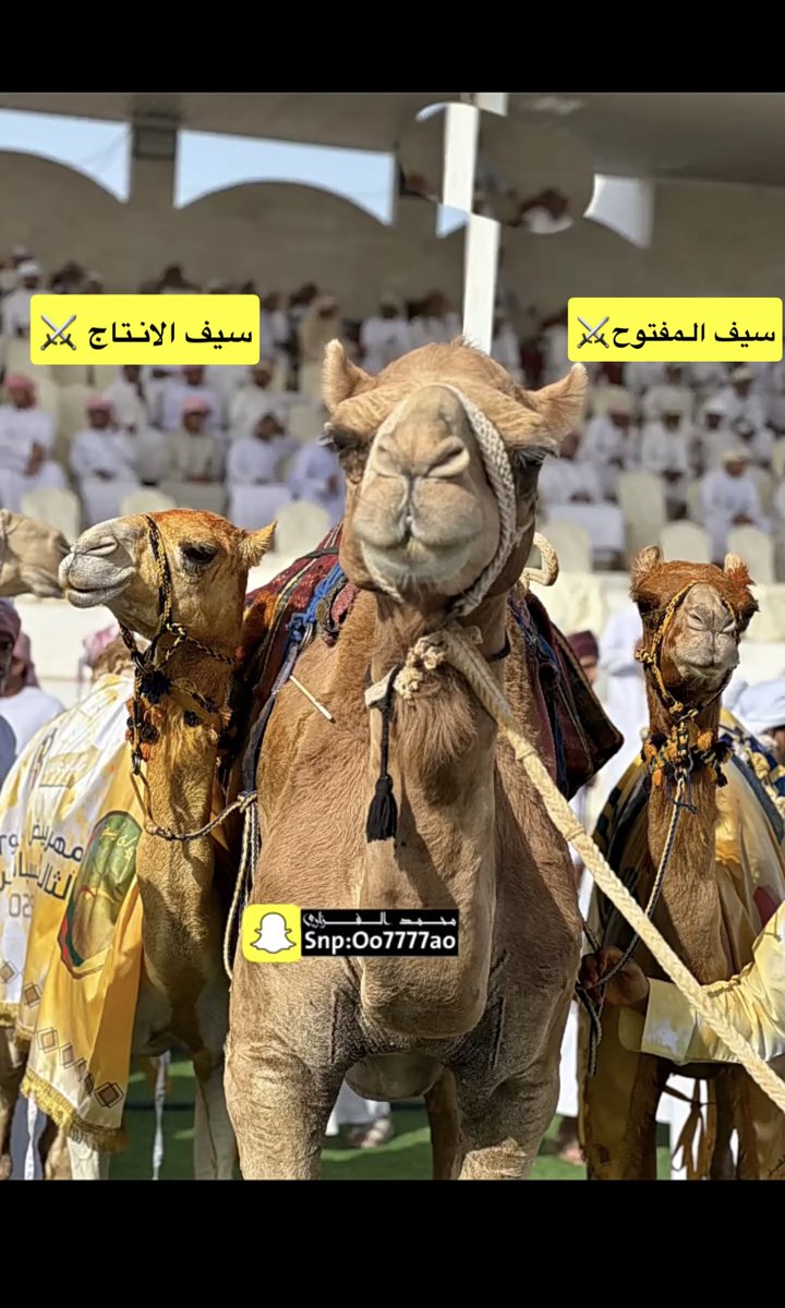 dux__1's tweet photo. نــامــوس لـ ممثل السلطنة الدائم، أبو سيف يبقي السيوف في ميدان الأبيض 🔥🥇.

@HamedWahebi https://t.co/7FEwYzzRsc