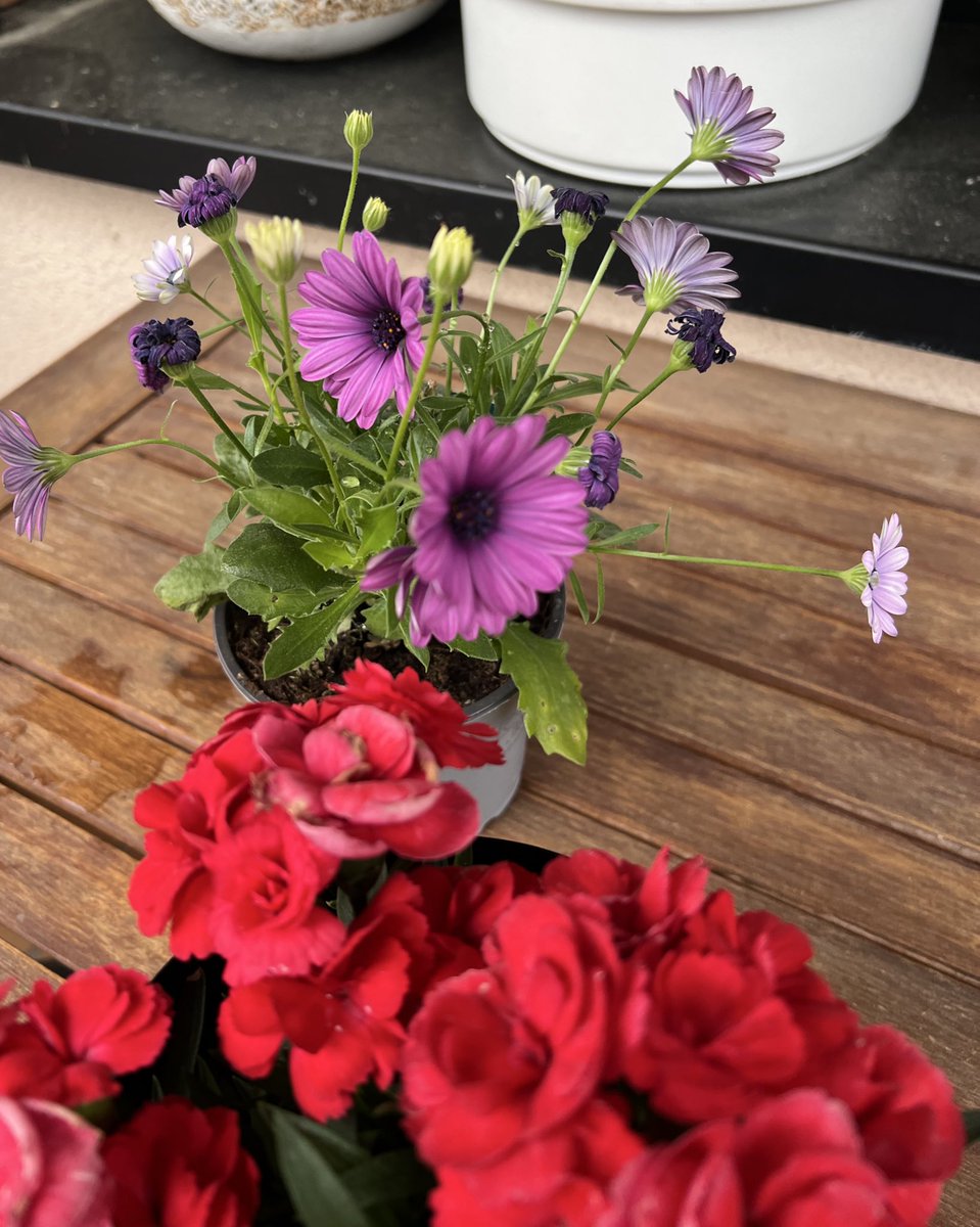 Mi novio me da flores todas las semanas sin que se las pida 🥹❤️ 
Me caso yaaaaa