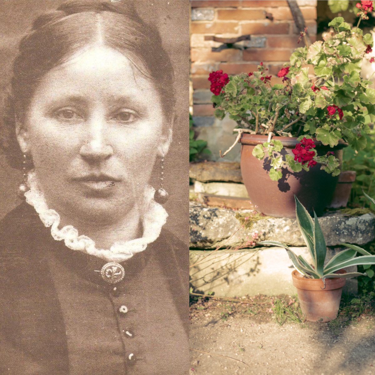 maison_colette's tweet photo. « Puissé-je n’oublier jamais que je suis la fille d’une telle femme qui penchait, tremblante, toutes ses rides éblouies entre les sabres d’un cactus sur une promesse de fleur, une telle femme qui ne cessa elle-même d’éclore, infatigablement, pendant trois quarts de siècle… » https://t.co/QI2Le0BluD