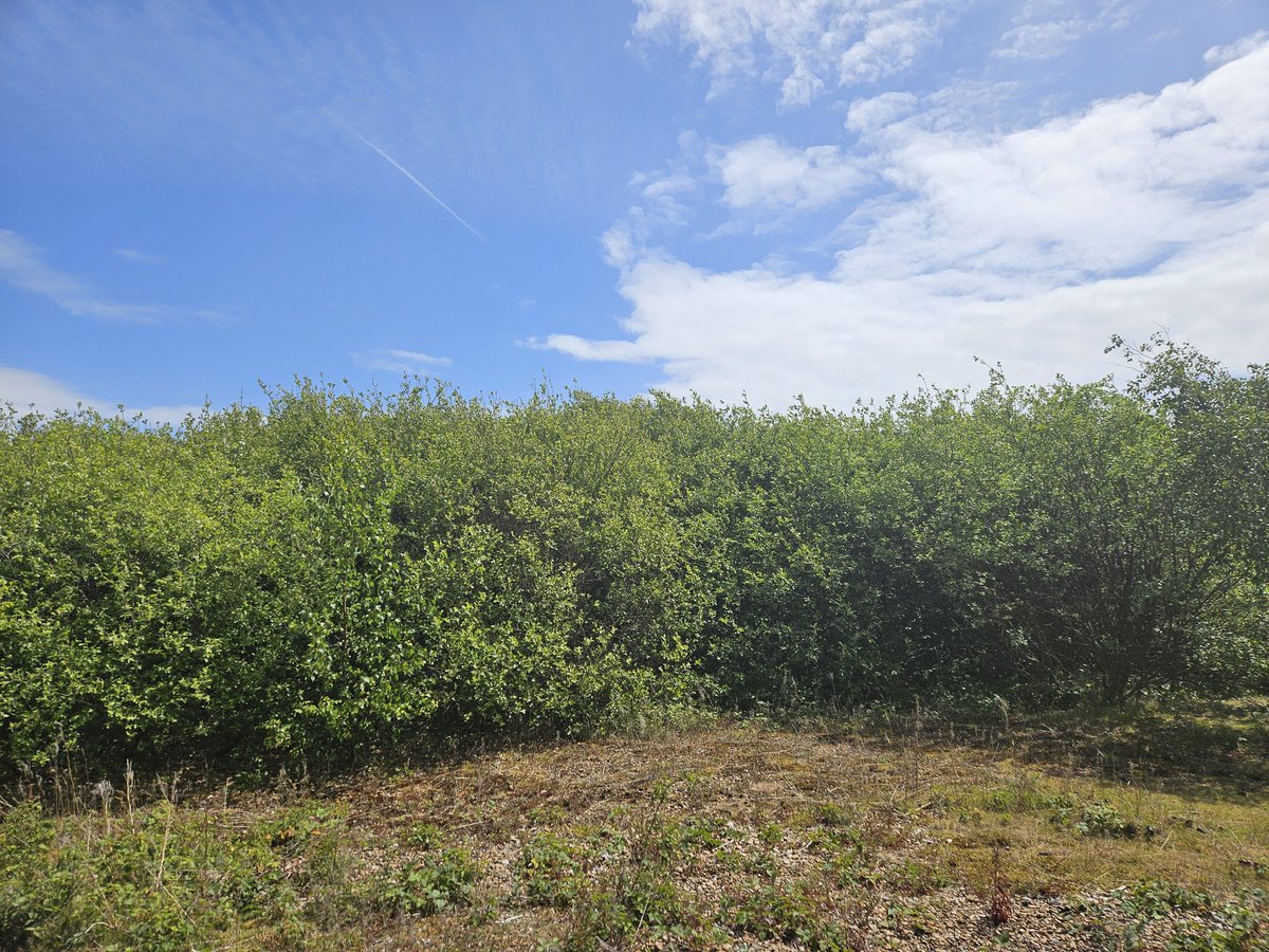 Eastern Bonelli's Warbler still singing regularly (and flitted up once) in the Trapping Area at Dungeness NNR.

What3Words is else.outbursts.marketing

<a href="/BirdGuides/">BirdGuides</a>