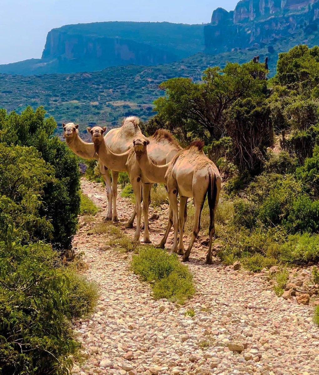 Discover Somalia's breathtaking natural beauty! From pristine beaches along the Indian Ocean to the stunning landscapes of the Cal Madow mountains, nature's wonders await. 🌊🏞️ #SomaliaBeauty #ExploreNature #Somalia