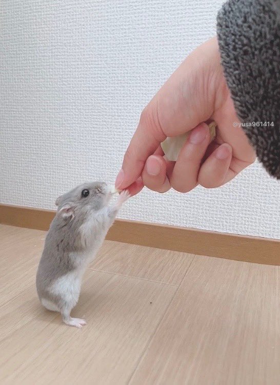 お久しぶりれおたん🐹

#ハムスター