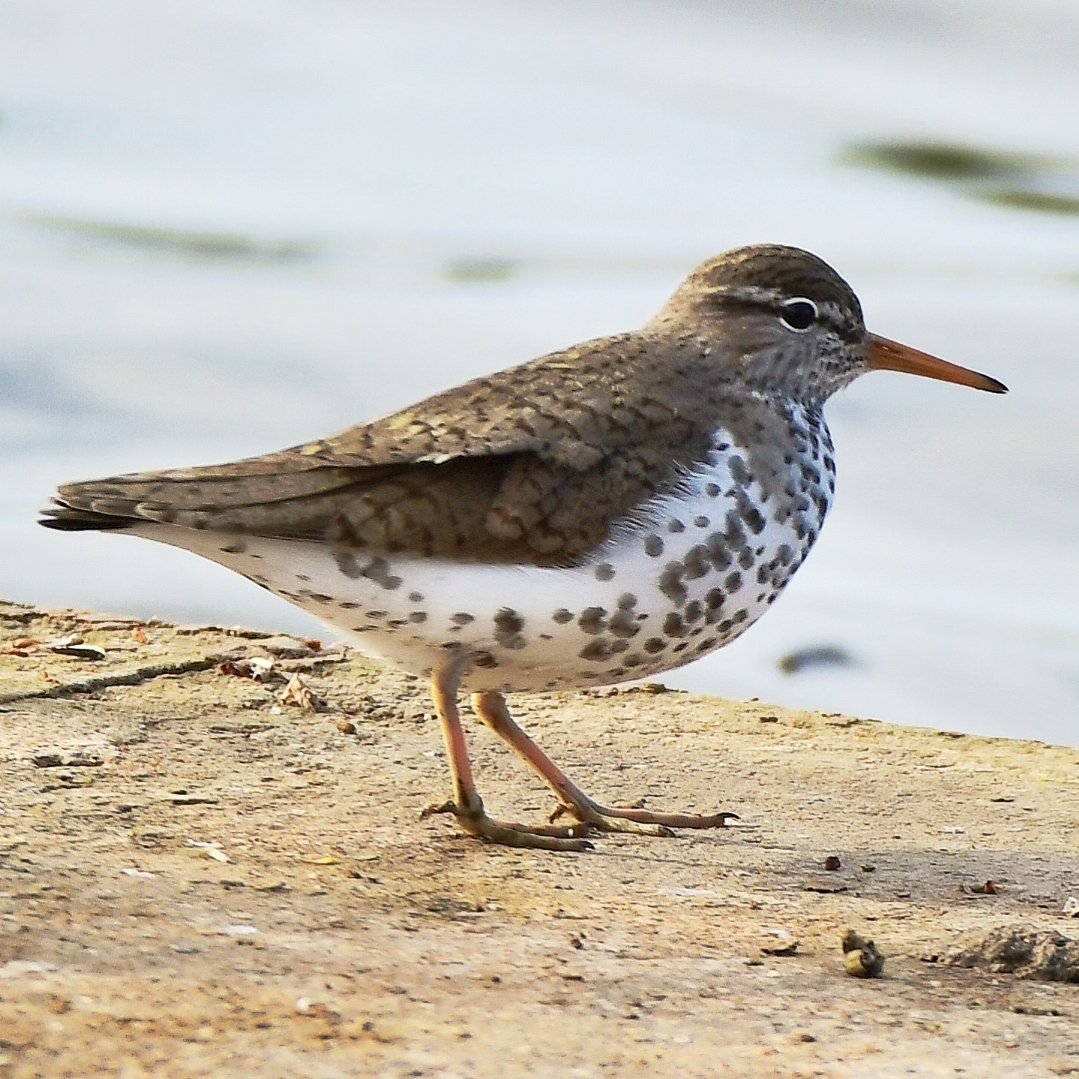 Spotted Sandpiper, this morning at Herriots Bridge, Chew Valley Lake.