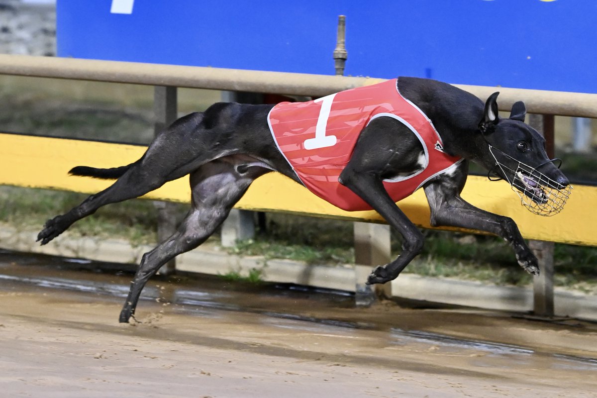 What a performance from Gold Force in the Ballarat Cup heats 🔥🔥

BOX DRAW | grv.org.au/news/2025/05/2…