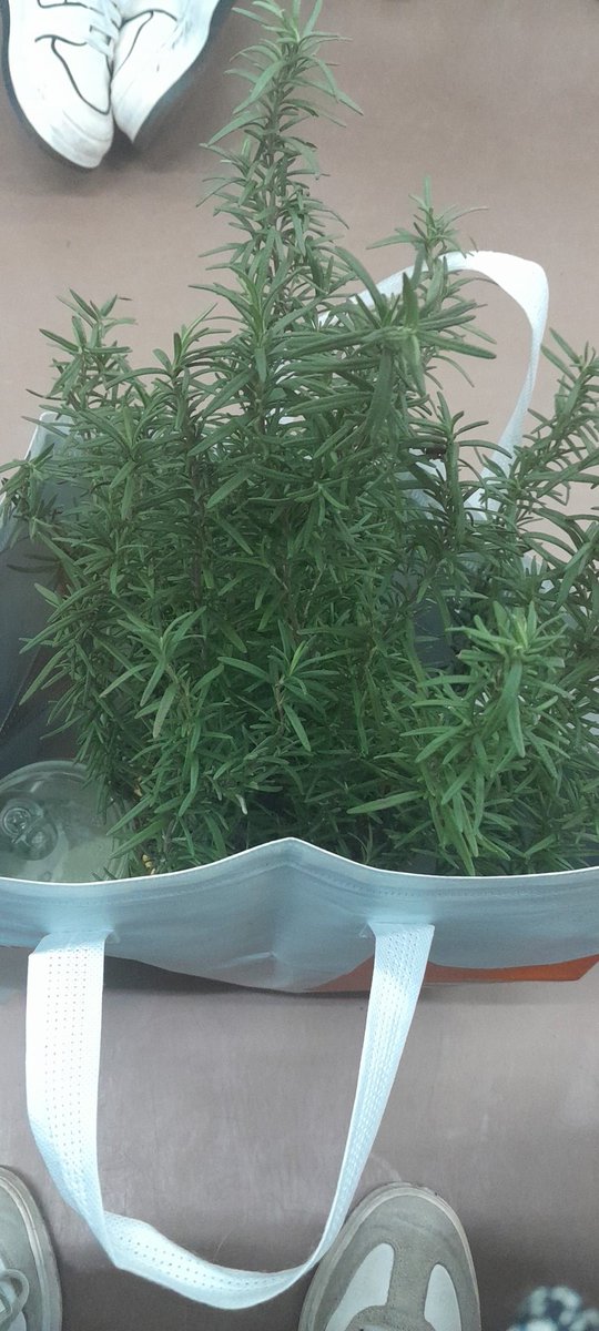 I bought my first plant! Klo rossemary termasuk ke komunitas ini kan?
Heheheh
Rencananya mau bikin diatas kulkas, dan aku senang aromanya.
Rekomendasiin pot cantik indoor kalian itu bestie🙏