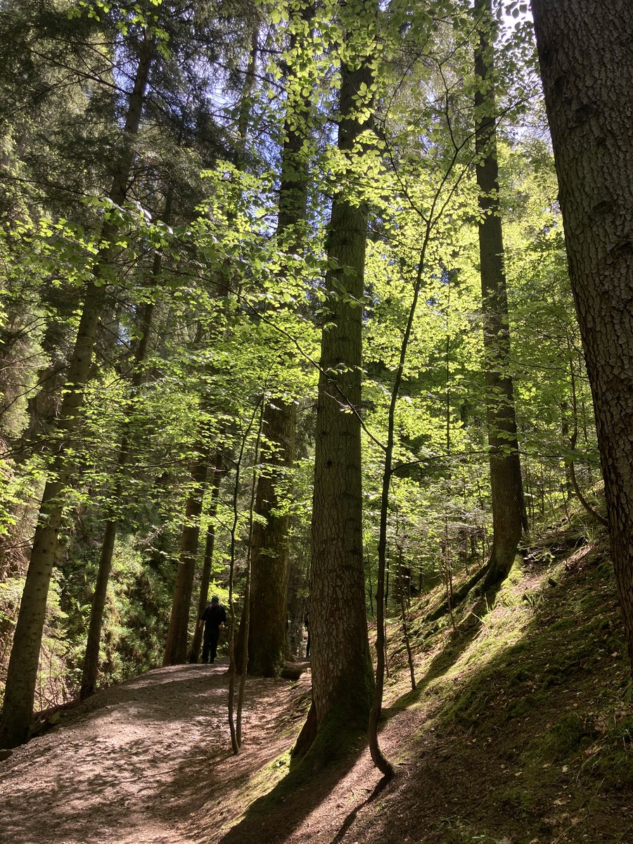 pramanick_ank's tweet image. I am honoured to share my research on 4D bioprinting morphing tissue in SYIS-EU top rated session and qualified for one of the top 10 abstracts @EuTermis
Delighted for this opportunity in the vibrant Freiburg surrounded by lush greenery @CURAMdevices @ERC_Research @Researchirel