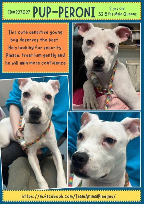 MoishesMom's tweet photo. 🆕Intake Pup-Peroni2️⃣yr Male•3️⃣2️⃣lbs
🆔2️⃣2️⃣7️⃣6️⃣2️⃣7️⃣ • Queens ACC
Handsome Pup-Peroni is a #PocketPibble perfect for a 🏙️ loft/walk 🆙 apt🥰 His intake pics are 💔sitting on his dumping human’s lap ☹️😖 Let’s get this little guy out of the pound♥️🙏🏻
Let’s put a😀on his face https://t.co/mMdQ7fWzsD