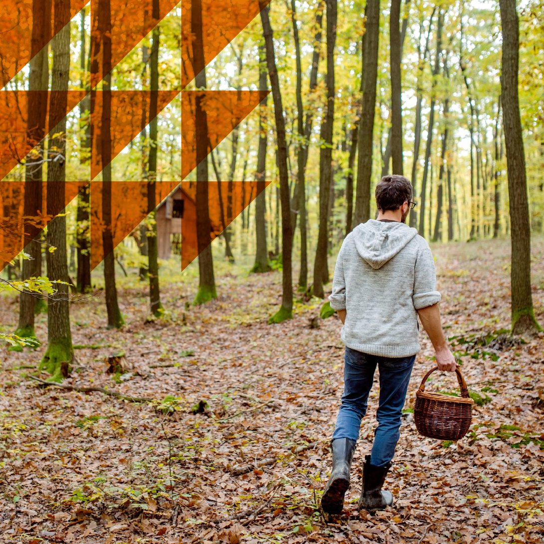 ¿Te apetece una experiencia micológica diferente? En la Sierra de Albarracín te esperan rutas guiadas por los Montes Universales. Aprende sobre setas, naturaleza y cultura local con un enfoque educativo y sostenible 🍄🔝🌲

Más info 👉 mycotour.es