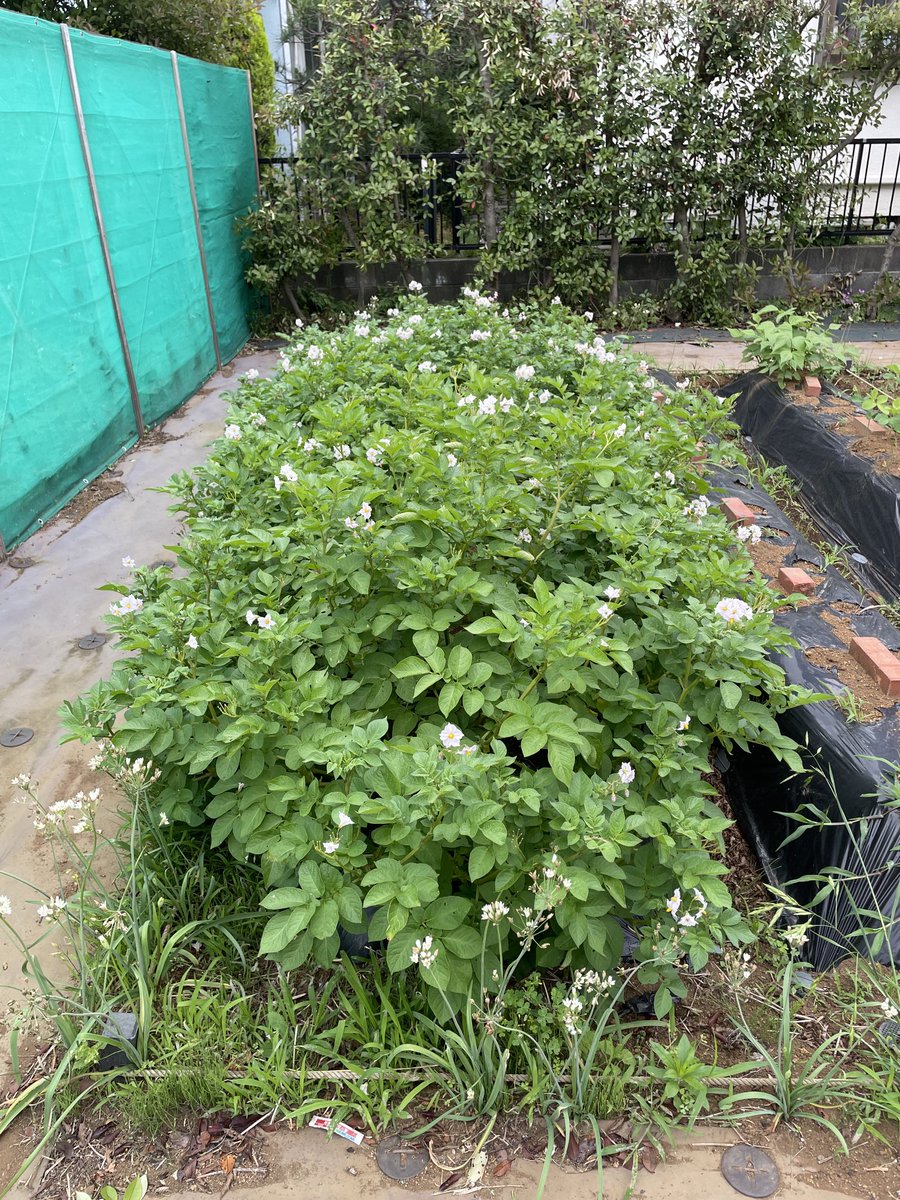 じゃがちゃんが🥔生い茂っています！茎がかなり伸びていますが大丈夫なのかな？
まとめることもできず自由奔放にさせています☺️
枝豆もスクスク❤️

#菌ちゃん農法
#自然農法