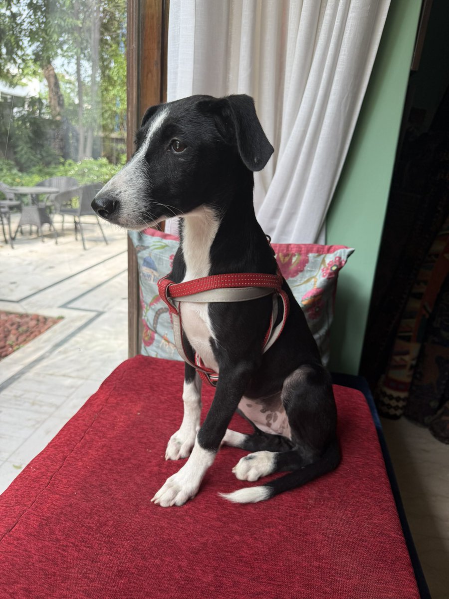 Bharati Chaturvedi (@bharati09) on Twitter photo Here’s Imli.
4 months but the deepest growl.
Younger Canine to Cola.
Thanks <a href="/ArjunBhagat7/">Arjun Bhagat @abdecodes</a>
#rescue #puppychild Here’s Imli.
4 months but the deepest growl.
Younger Canine to Cola.
Thanks <a href="/ArjunBhagat7/">Arjun Bhagat @abdecodes</a>
#rescue #puppychild