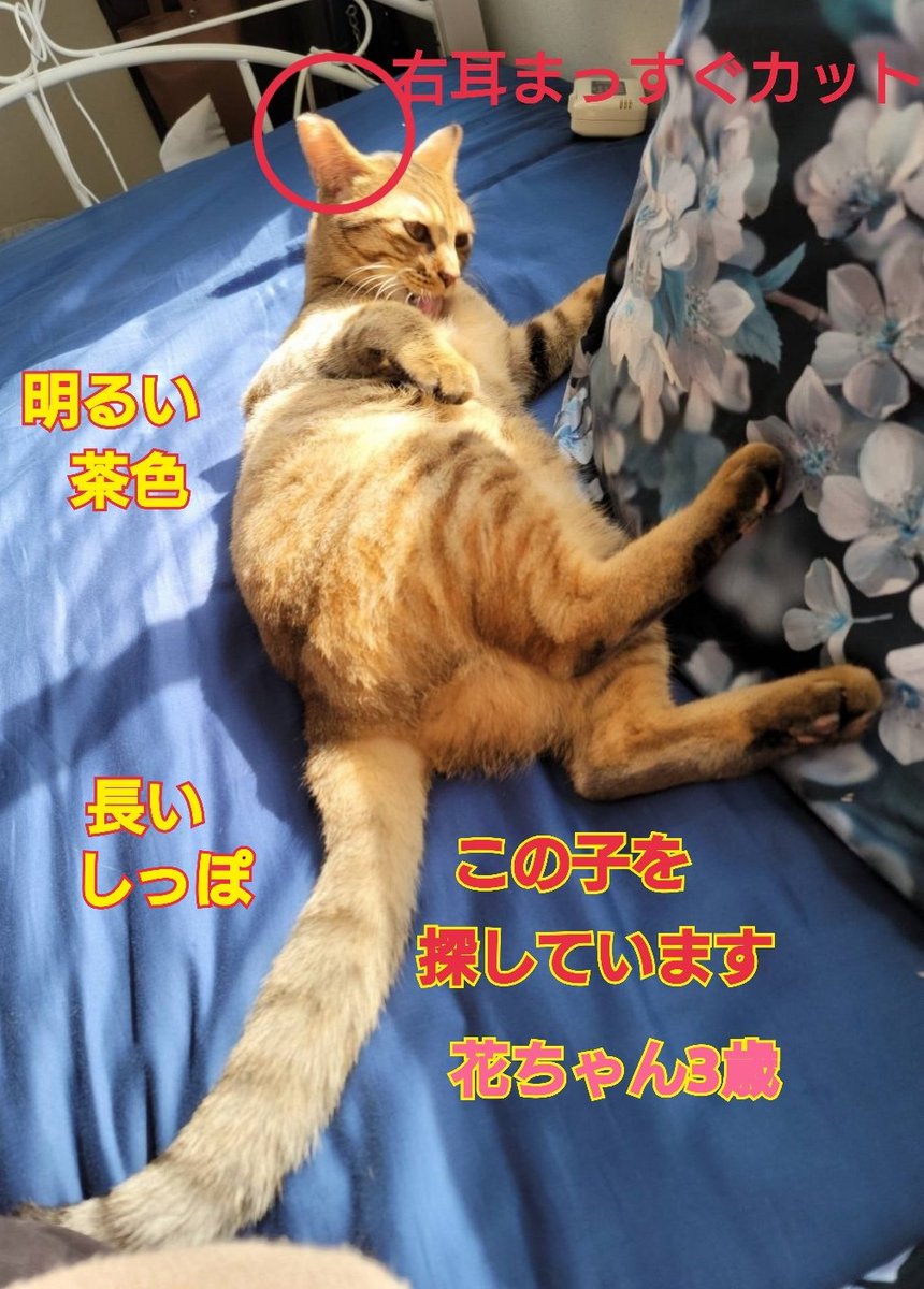 猫を探しています。花ちゃん3歳。麦わら猫または、茶系のキジトラ。2024年4月11日横浜市金沢区富岡東の自宅から私の不注意で外に出てしまい、１年１ヶ月以上行方不明のままです。手がかりがありません。花に繋がりますように。。。
#猫を探しています 
#拡散希望 
#リポストお願いします 
#よこかな