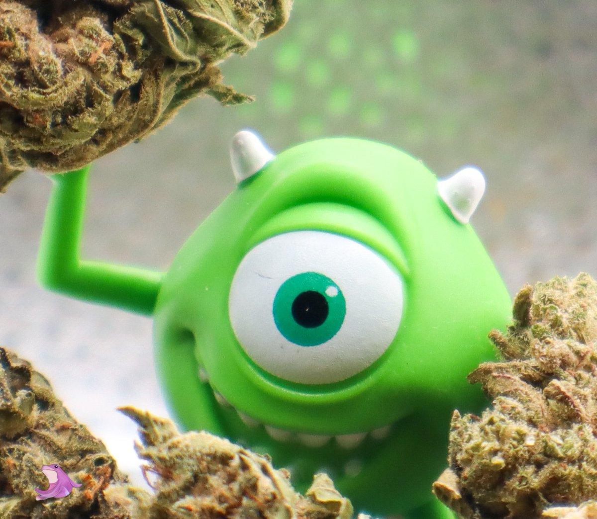 Sir_Porp's tweet photo. Picture day 📸 
Guava Tartz 
From ATXGRASSHOPPER 

Code RWAP saves you there 💲

#photograghy #weedphotography #fyp #rwap #reviewer #Influencer #nsfw #atxgrasshopper #thca #thc #mikewasaski https://t.co/zClJ9QfYkT