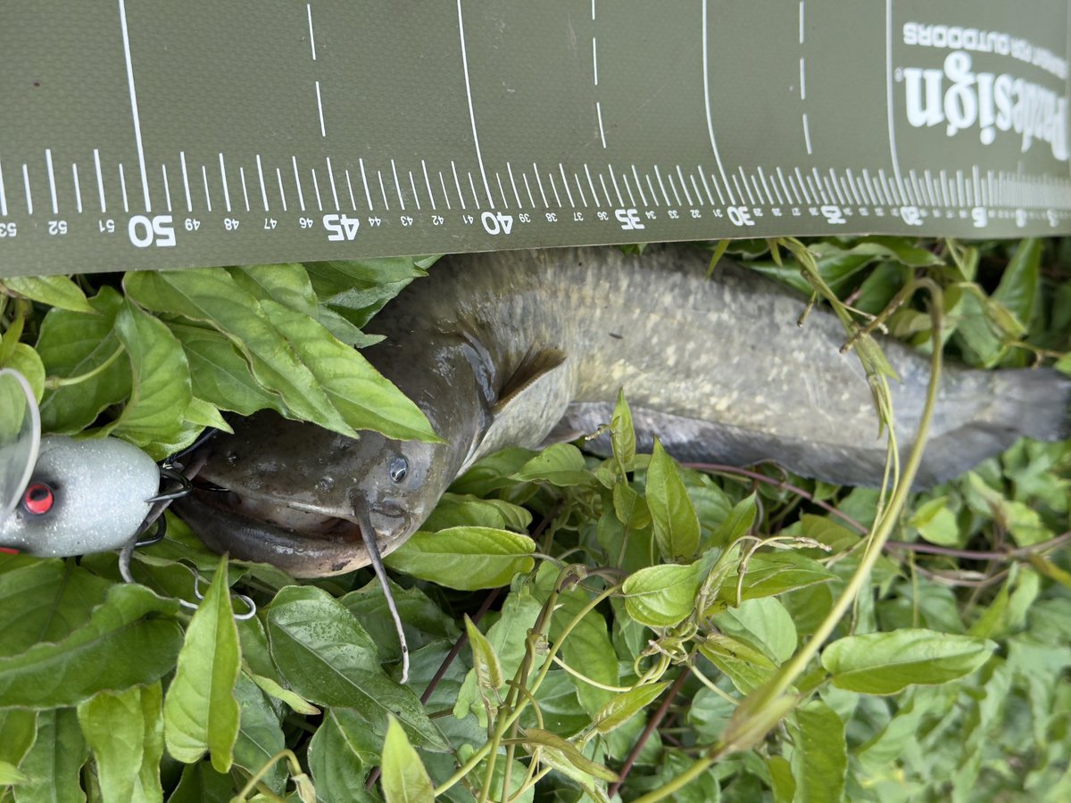 takyam0108's tweet photo. 日中の部。
相変わらず雷魚狙うも釣れてくれるのはナマズのみ😭
後輩Iくんは雷魚2バラシ。
時期早いだけなんでしょうけどね😅
そうであって欲しい🥺
#ChadooGhost
#HISHIMO
#AbuGarcia
#BigshooterCOMPACT
#CORMORAN https://t.co/N8zz4P00Uh