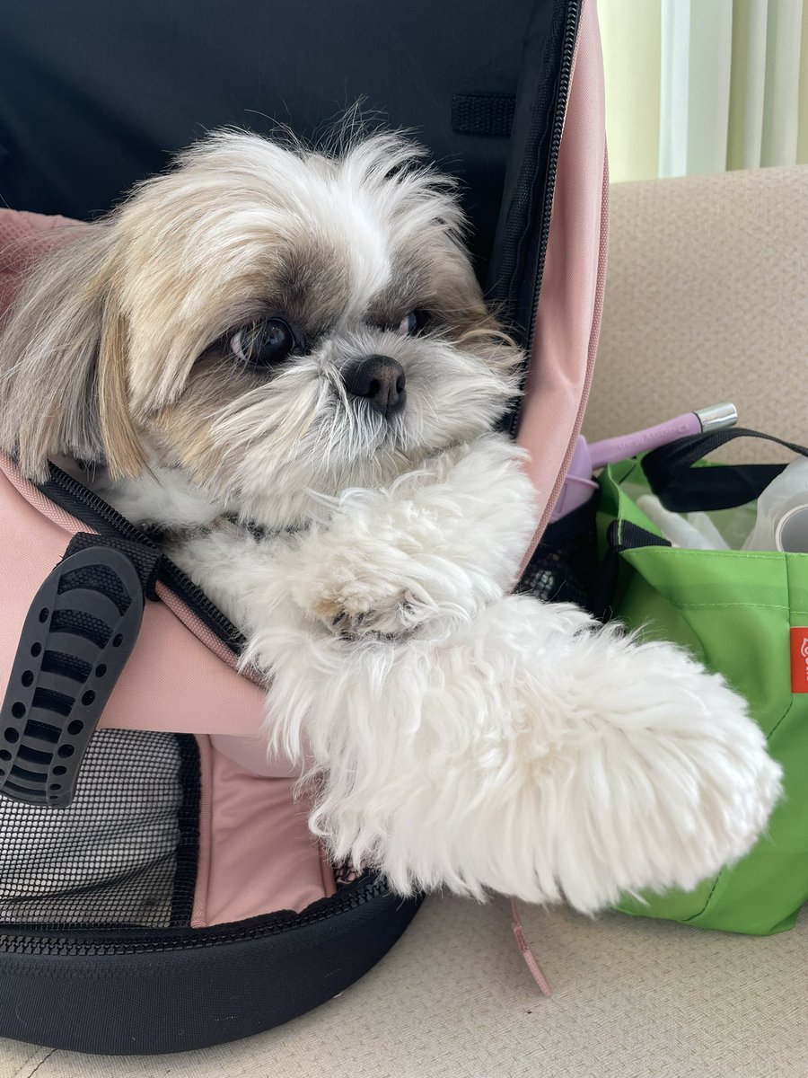 ふぅちゃん᧔♡⃛᧓シーズー᧔♡⃛᧓ (@fuuchan0910) / Posts and