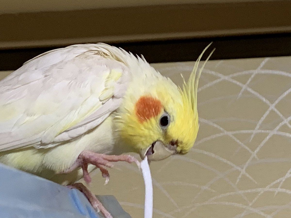 chanchan7974's tweet photo. オカメインコ　１９才　
　　　男の子　
༼ɞ̴̶̷.̮ɞ̴̶̷༽ぴぃちゃん　
　
　久々に　マスク工場🏭再開　
　社長　༼ɞ̴̶̷.̮ɞ̴̶̷༽ぴぃちゃん　
　従業員　1人【僕の下婢】　
前は　1時間ぐらい1人でマスクを作ってたが
今は　30分しかマスク仕事しない　
　飽きっぽい性格なのかも https://t.co/ebZAteyfWC