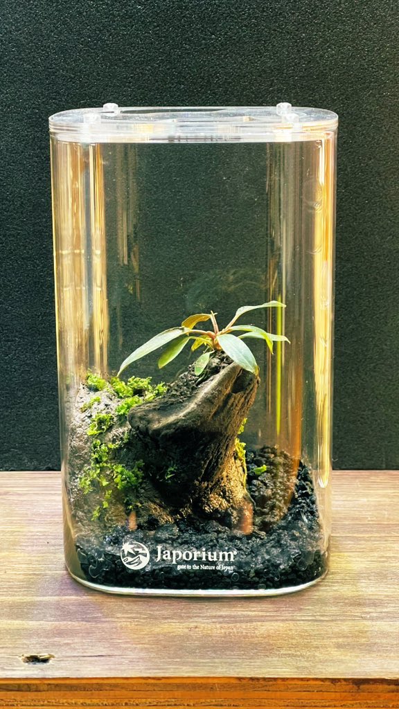 NcmZero's tweet photo. Japorium Moss Glass
素晴らしいケージです👍

ケージ：
Japorium Moss Glass
@japorium 

paluda plants:
Homalomena 濡鳥✕スラウェシナロー
プレミアムモス

壁土：
スタジオバリアビリスのオリジナル壁土
葉・留田ねんど

#パルダリウム
#パルダリウム愛好会 https://t.co/IQOCydnnWD