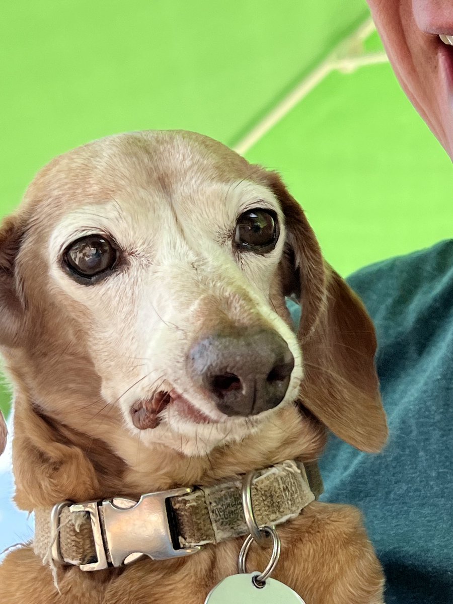 tricky_germany's tweet photo. ⁦@maxrushden⁩  Waldi, 16 years old, Dachshund. Located in Stuttgart, Germany. He’s an old man and can’t arsed to walk most of the time, which may actually appeal to Barry. Quick walk up the hill and back should be fine. https://t.co/eKZuXXtaYN