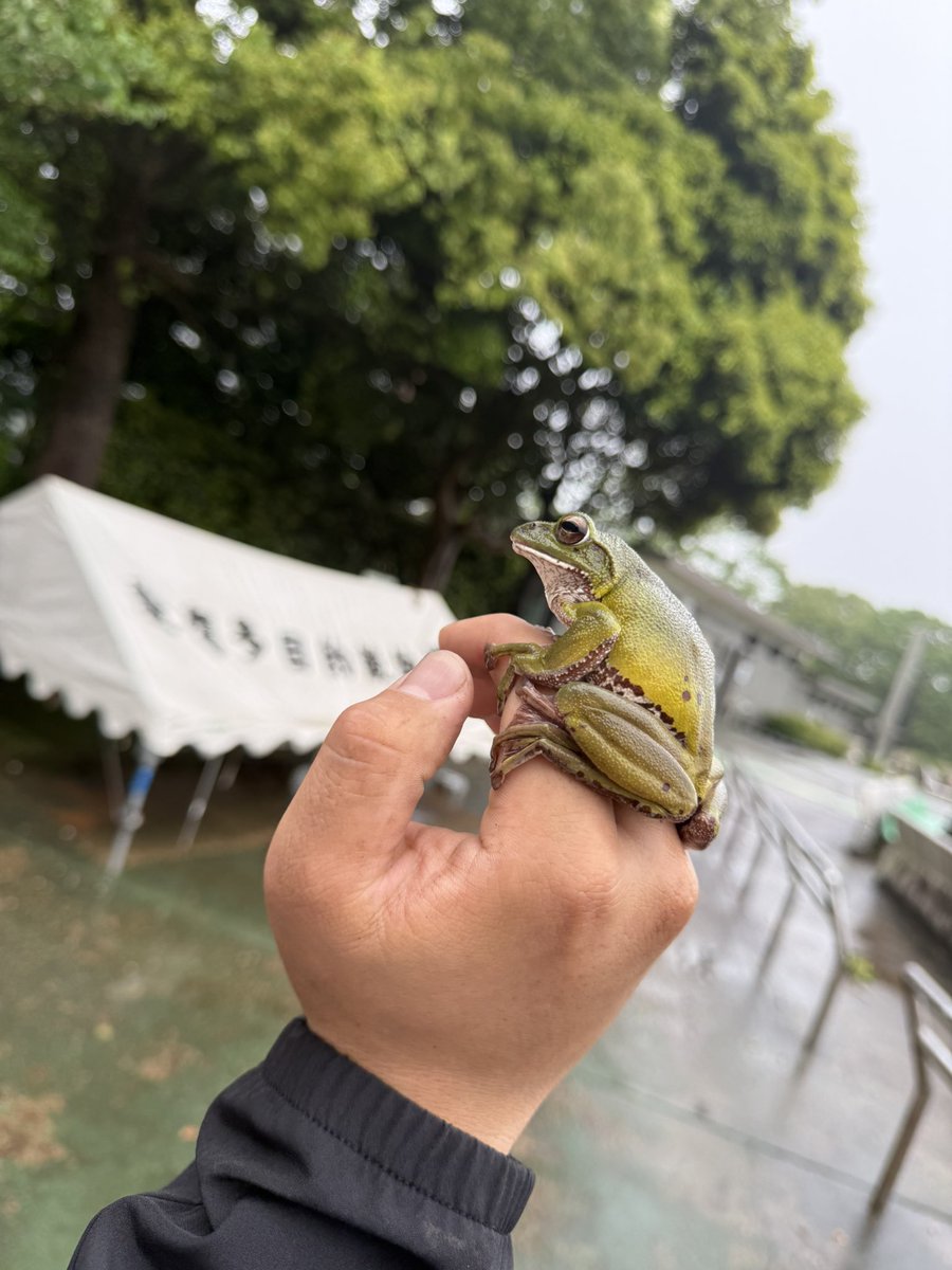 北浦竜次/Ryuji Kitaura tweet media