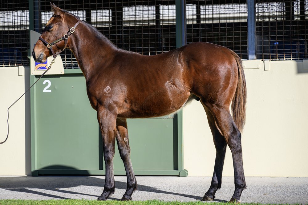 Suman Hedge Bloodstock (@shbloodstock) on Twitter photo Successful day at the @magicmillions National June Weanling Sale with 8 new purchases.
In a competitive market we were thrilled to team up with our partners <a href="/trilogyracing/">trilogy racing</a> and @riverstone113 to secure some really nice horses.
Magic Millions and vendors did an excellent job to Successful day at the @magicmillions National June Weanling Sale with 8 new purchases.
In a competitive market we were thrilled to team up with our partners <a href="/trilogyracing/">trilogy racing</a> and @riverstone113 to secure some really nice horses.
Magic Millions and vendors did an excellent job to