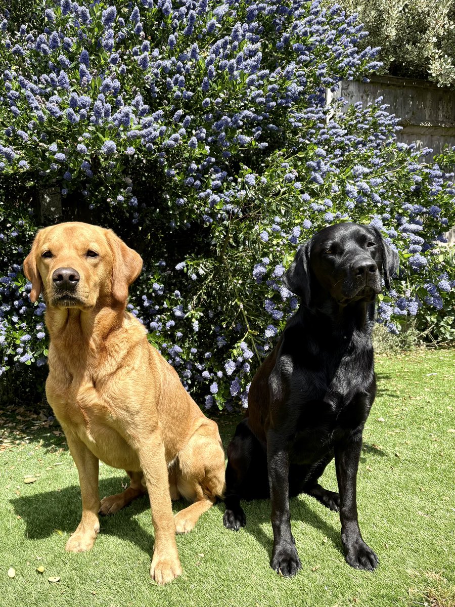 EmilyTaylor27's tweet image. The Ceanothus is wonderful this year!