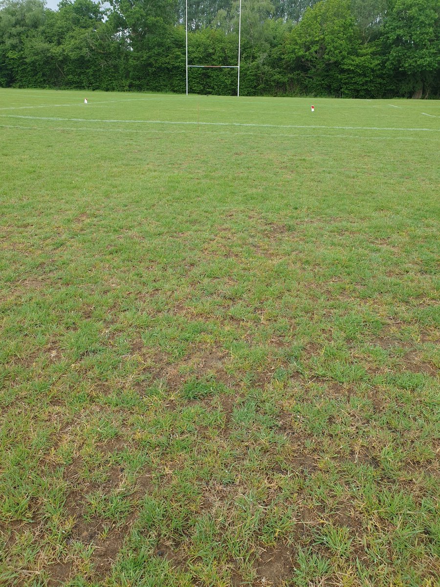 1 week after overseeding at Crowborough RFC. For once lucky with the weather, we hope. 2 pitches seeded 3 ways and 2 other pitches partly overseeded. Too hard to vertidrain so booked in for September. <a href="/alistairjohnso9/">Alistair Johnson</a> <a href="/Benjaytaylor/">Ben Taylor</a> <a href="/RFURugbyGrounds/">Stiga Rugby Grounds Connected</a> <a href="/crowsrugby/">Crowborough RFC</a>
