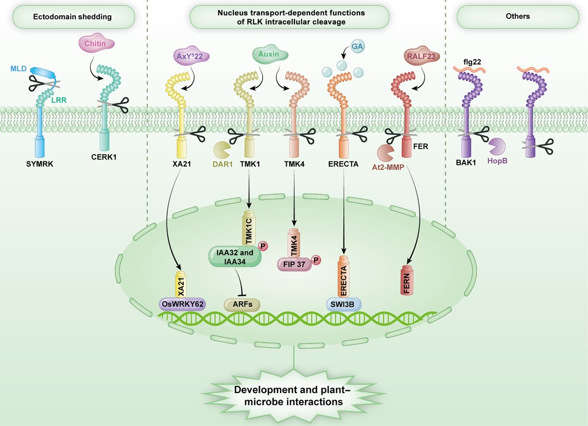 NewPhyt's tweet image. #TansleyInsight: Receptor-like kinase cleavage: #molecular mechanism and regulatory #functions in #plants

Meng Yu, Xiaotong Nie, Shaoying Ke, Li Li &amp;amp; Bin Li
👇

📖 nph.onlinelibrary.wiley.com/doi/10.1111/np…

#LatestIssue @wileyplantsci