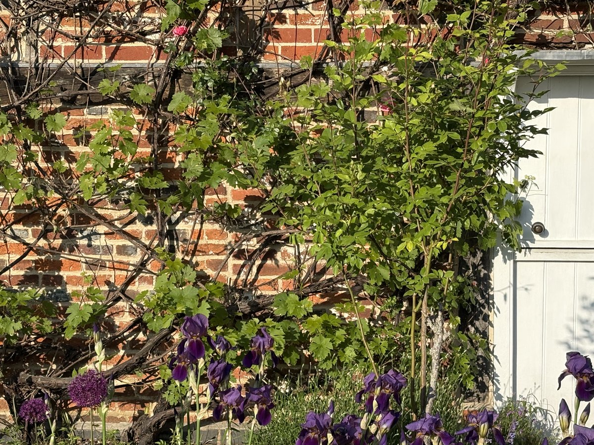 MiltonsCottage (@miltonscottage) on Twitter photo "Iris all hues, Roses, and Gessamin
Rear'd high thir flourisht heads between, and wrought
Mosaic.." (Paradise Lost, Book IV, 698-700)
Our irises are looking beautiful right now, and we're open this bank holiday (2-5pm, last entry 4.30pm) for you to admire them <a href="/StGilesVillage/">Chalfont St Giles</a> "Iris all hues, Roses, and Gessamin
Rear'd high thir flourisht heads between, and wrought
Mosaic.." (Paradise Lost, Book IV, 698-700)
Our irises are looking beautiful right now, and we're open this bank holiday (2-5pm, last entry 4.30pm) for you to admire them <a href="/StGilesVillage/">Chalfont St Giles</a>