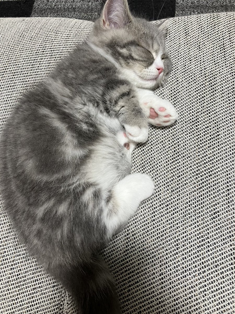 どんぐり＆だいきちの猫日記🐾 (@CatDiary125926) / Posts / X