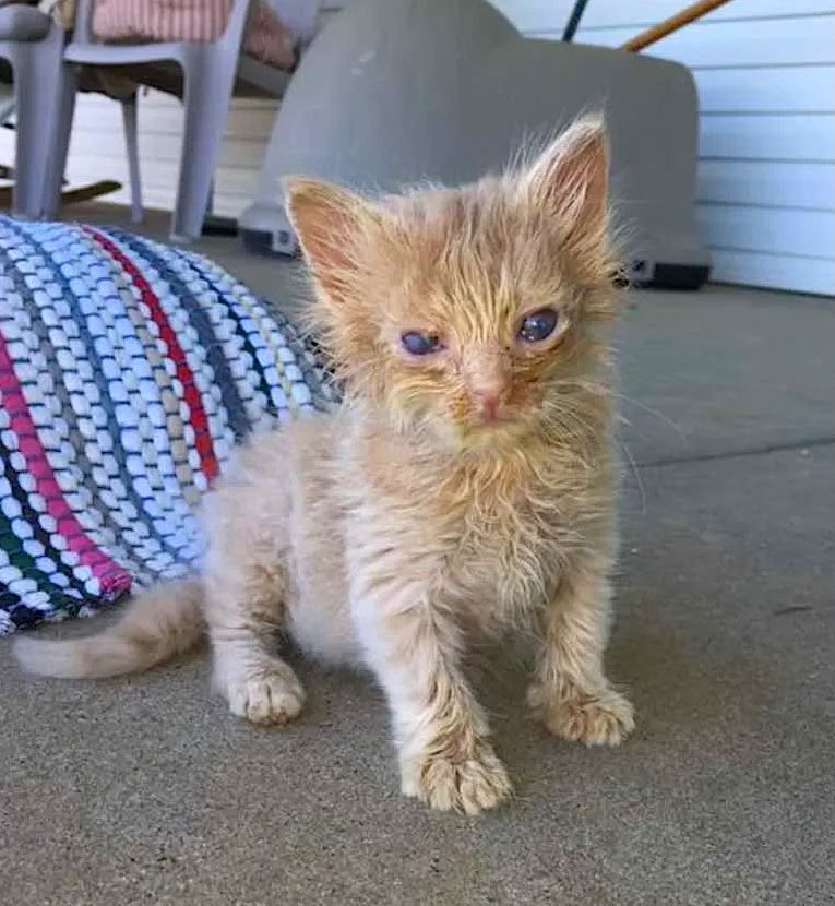 Stray Cat Brings Weak Kittens to the Man Who Feeds Her 

A kind man often fed a colony of stray cats near his home. One day a young feral cat bought two little kittens to his home and left them on the porch. 

Find out more here 👉 buff.ly/kMmF4er