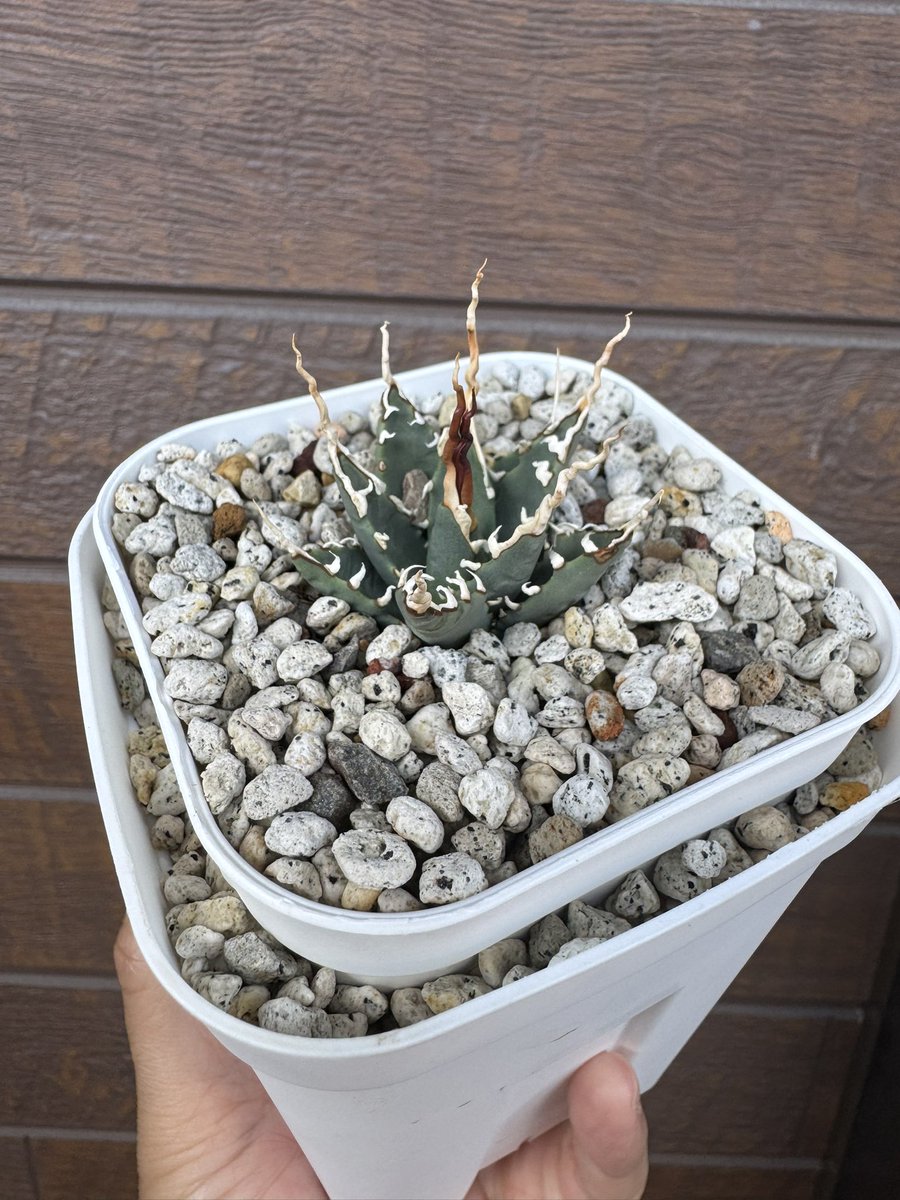 agave1982's tweet photo. 名古屋の夏は暑いので
二重鉢にしてみました。
この2つは大切に育てたい。 https://t.co/jLzG0qmYgs
