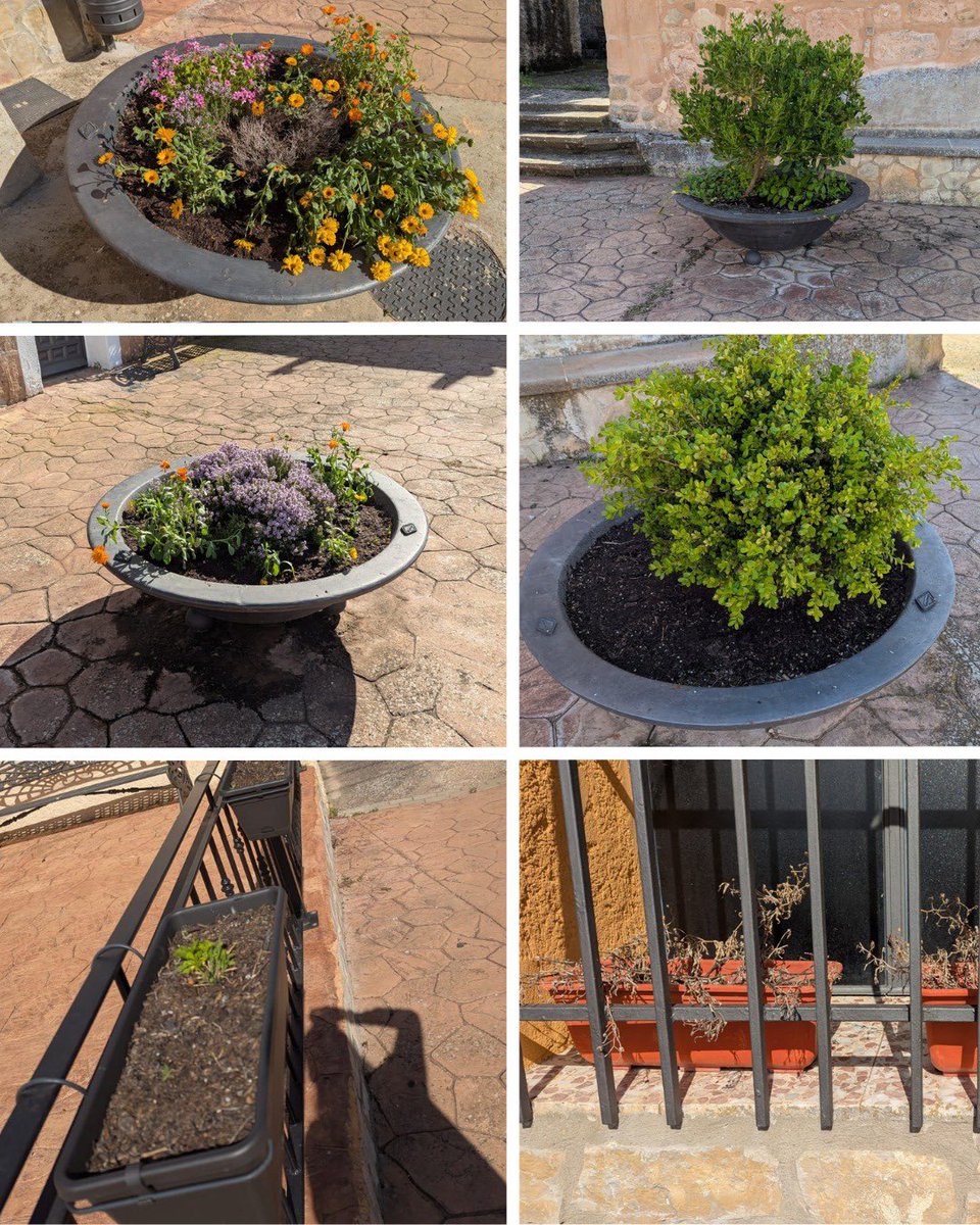 🌱Qué bonito es ver que nuestros vecinos cuidan replantando nuevas flores autóctonas del campo y árboles dejando el pueblo muy bonito. Alguno de los puntos son; el arillo, jardines de la entrada y macetas de la plaza🌲🪻🌺
#somospueblo #Primavera #flores 
#Guada #CLM #hacenderas