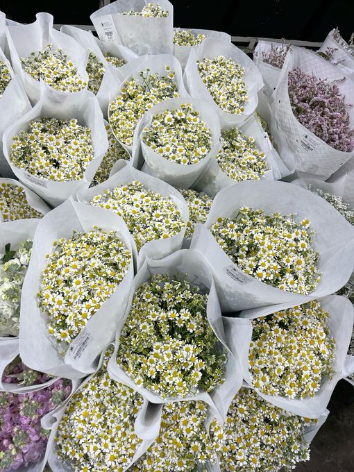 "Papatyaların bilmediği  bir şey var, sevmek  kavuşmaya yetmiyor."