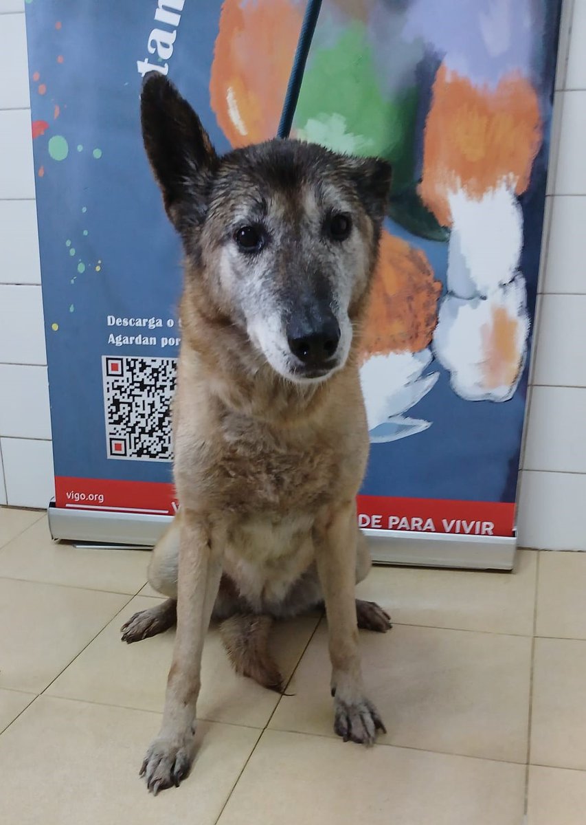 #Pontevedra
Contacto: 986 45 22 65

¡Hola a todos! Mi nombre es #COSITA (¡porque soy muy linda!) ¡y merezco una jubilación llena de amor! 
Tengo más de 12 años y estoy en el centro desde 2013... demasiados años sin hogar. 

Soy una perrita muy buena y solo quiero pasar mis