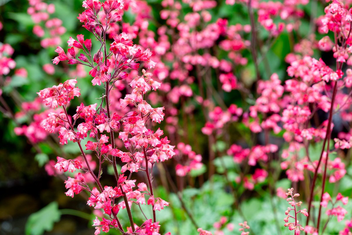 Want plants that help suppress weeds and mean you can spend less time watering?! 😲 You need one of these gorgeous ground cover plants: bit.ly/401K8ks