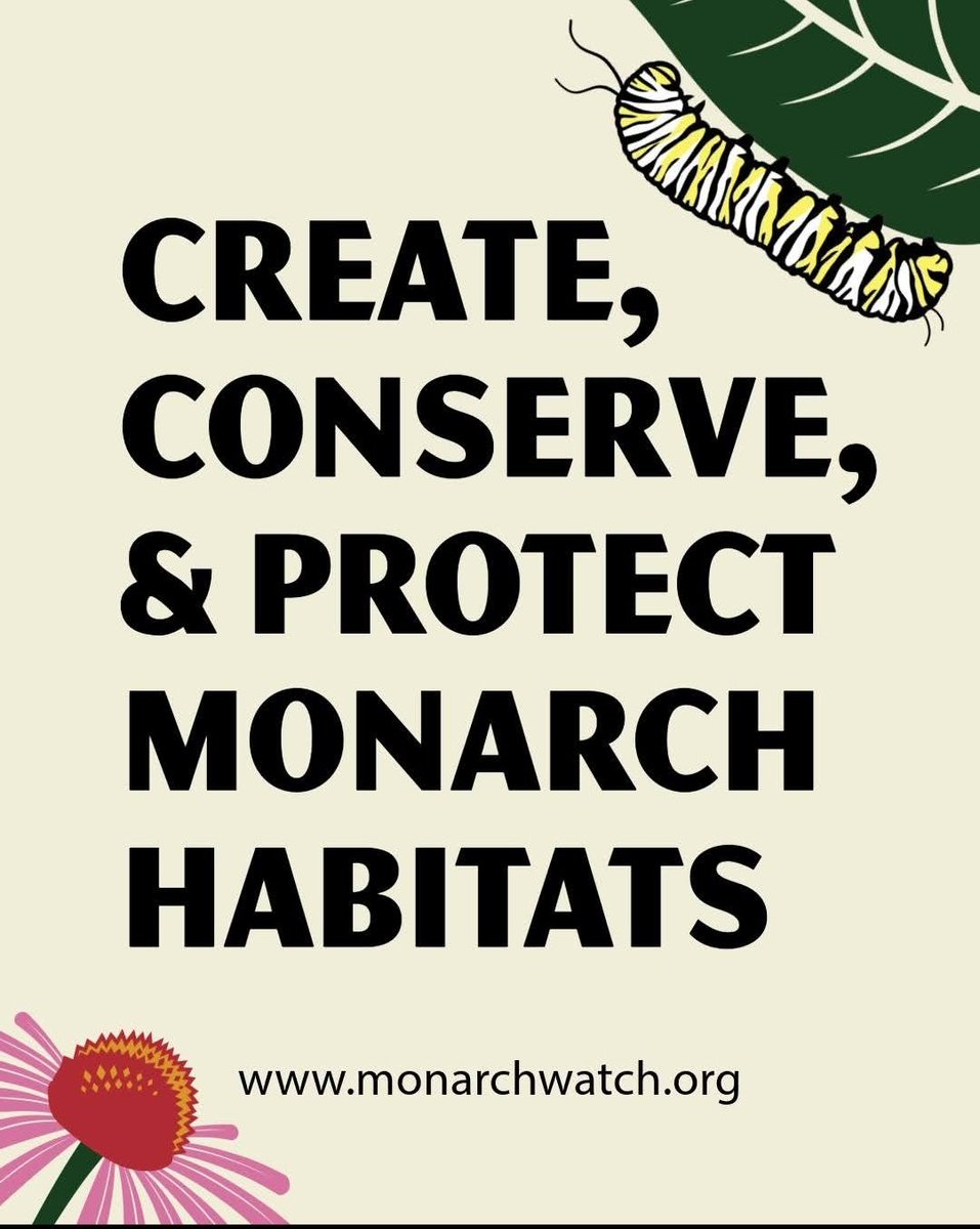Chris Herald (@c_stem) on Twitter photo Plant #milkweed for #monarch butterflies <a href="/monarchwatch/">Monarch Watch</a> #native <a href="/KonzaLTER/">Konza Prairie LTER</a> <a href="/cityofmhk/">City of Manhattan</a> <a href="/sunsetzoo/">Sunset Zoo</a> Plant #milkweed for #monarch butterflies <a href="/monarchwatch/">Monarch Watch</a> #native <a href="/KonzaLTER/">Konza Prairie LTER</a> <a href="/cityofmhk/">City of Manhattan</a> <a href="/sunsetzoo/">Sunset Zoo</a>
