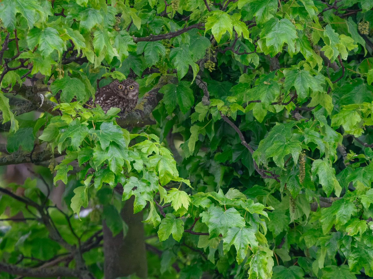 Elliott81758817's tweet image. Another solid week on Patch at Walthamstow Wetlands. Found an Osprey yesterday, which was a Patch tick and my first in London! Also, Little Owl, Redwing still, Cuckoo, Common Sandpipers, Oystercatcher, Yellow-legged Gull, Lapwing, lots of Odonata action and more! #patchbirding