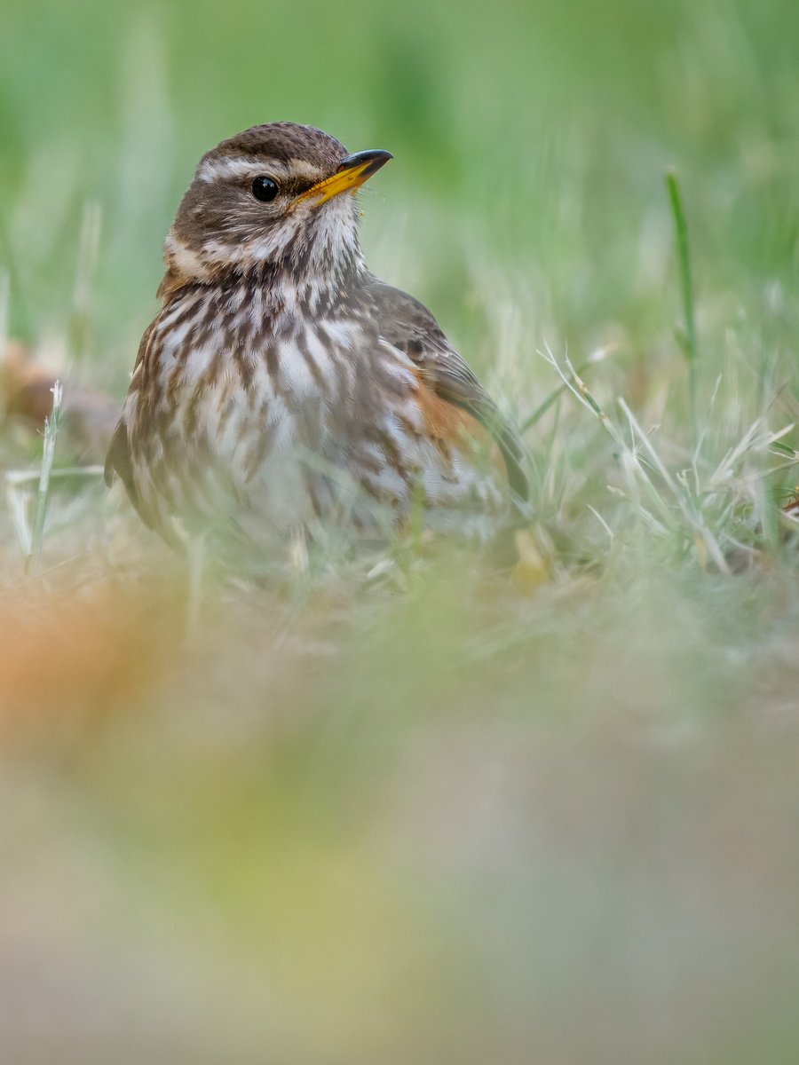 Elliott81758817's tweet image. Another solid week on Patch at Walthamstow Wetlands. Found an Osprey yesterday, which was a Patch tick and my first in London! Also, Little Owl, Redwing still, Cuckoo, Common Sandpipers, Oystercatcher, Yellow-legged Gull, Lapwing, lots of Odonata action and more! #patchbirding