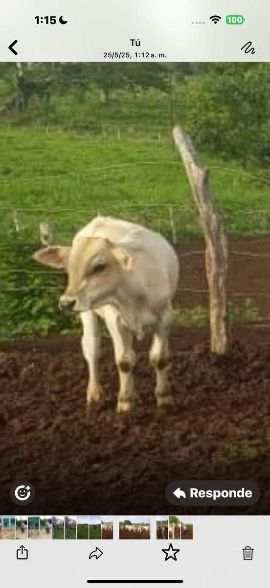 Amigos !!! Regrese a mi casa !!! Para seguir mi creciendo, soy parte de lo seleccionado en la sustracción . En hora buena !  Les estaré informando . Hijo de Romano de Finca Tiburón Blanco . 
<a href="/EdgarQsardi/">Edgar Quintero</a> 
<a href="/MGGR66/">Mariela González</a>