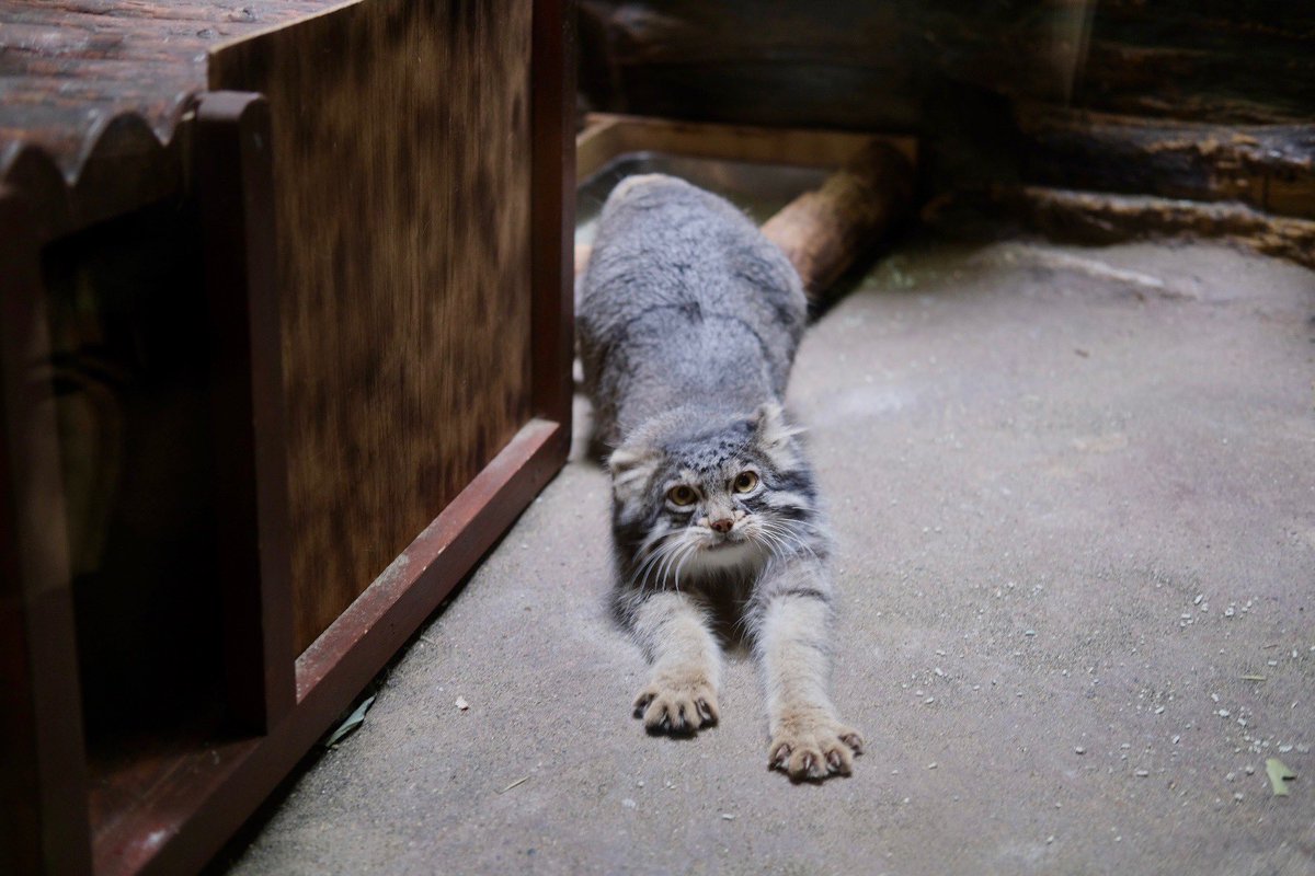 shirokanephoto's tweet photo. 本日は上野動物園で第二回撮影会を行いました♪ https://t.co/ol4HY08XGy