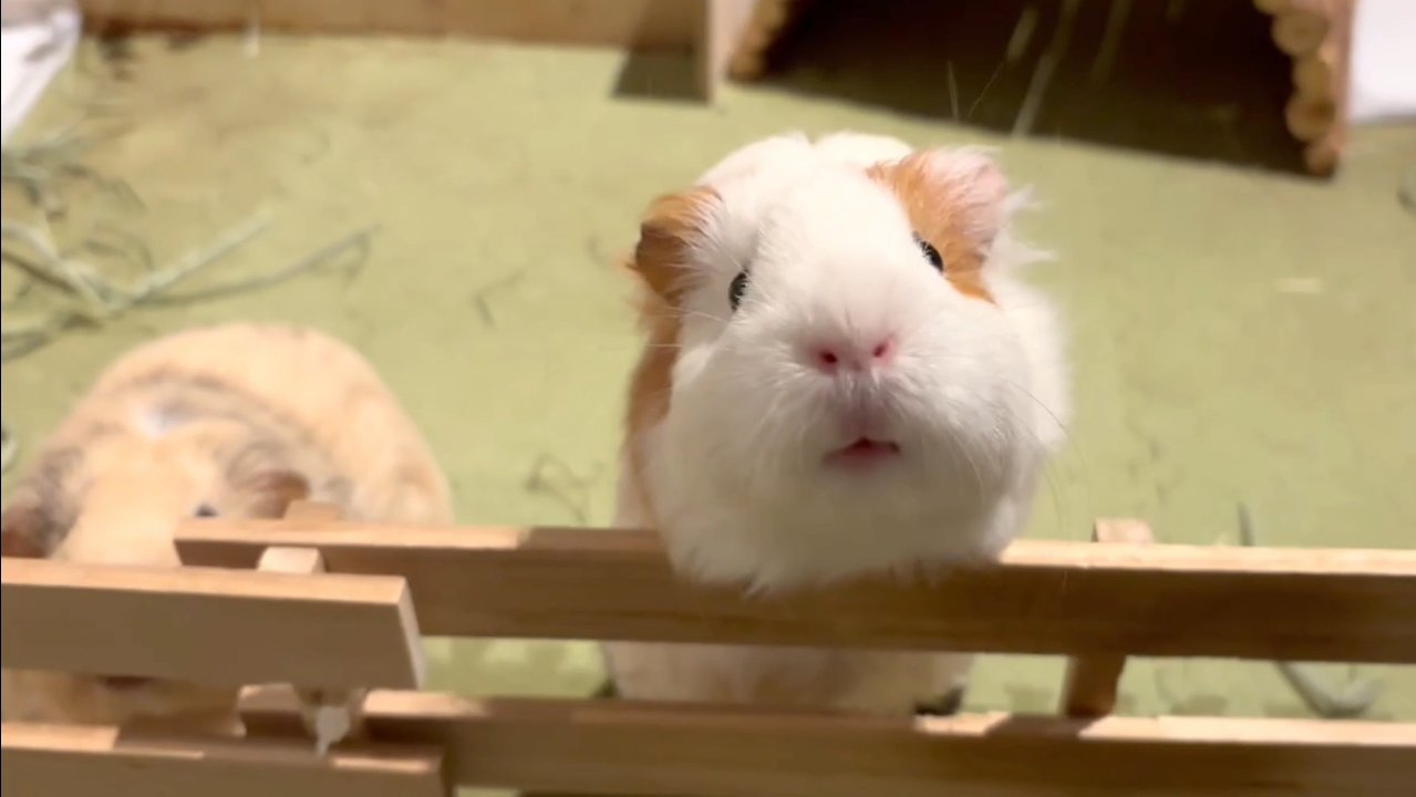 ono様 まんまるあにまるず ono様 まんまるあにまるず もにまるず公式サイト