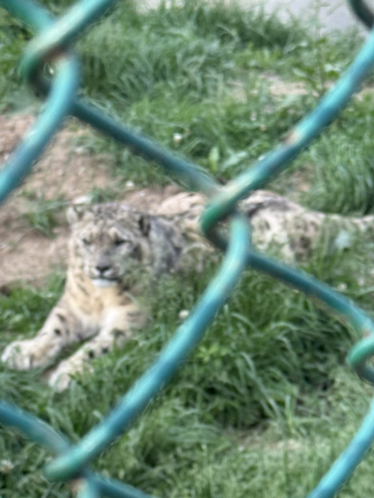 Sikandar! (At Pahalgam zoo)