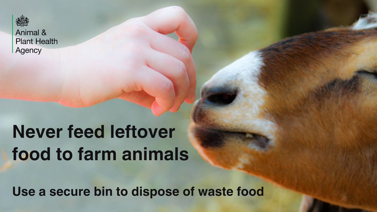 If you’re visiting petting farms, zoos or anywhere that has farm animals this weekend, don’t feed them left over food waste. It’s illegal and can spread deadly diseases like #Footandmouth and #Africanswinefever. Please use the bins provided.
Learn more: gov.uk/government/col…