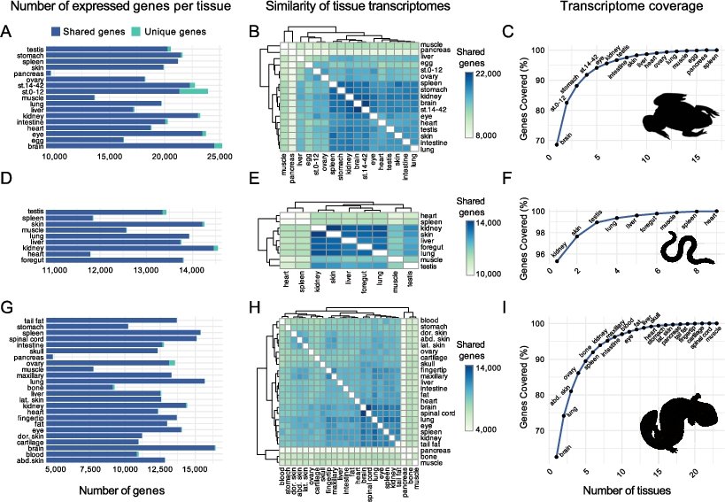 🔰 Check out our new paper!

"Comparative biology needs de novo transcriptome assemblies: drawing attention towards amphibians" 🐸

Published in Amphibia-Reptilia 

brill.com/view/journals/…