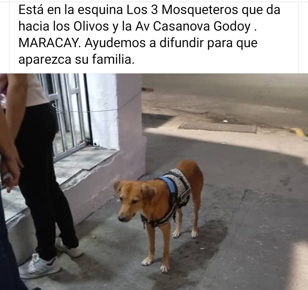 PerroUsuario's tweet image. Ayudemos a difundir para que pronto se dé el reencuentro con su familia humana. Está en la calle