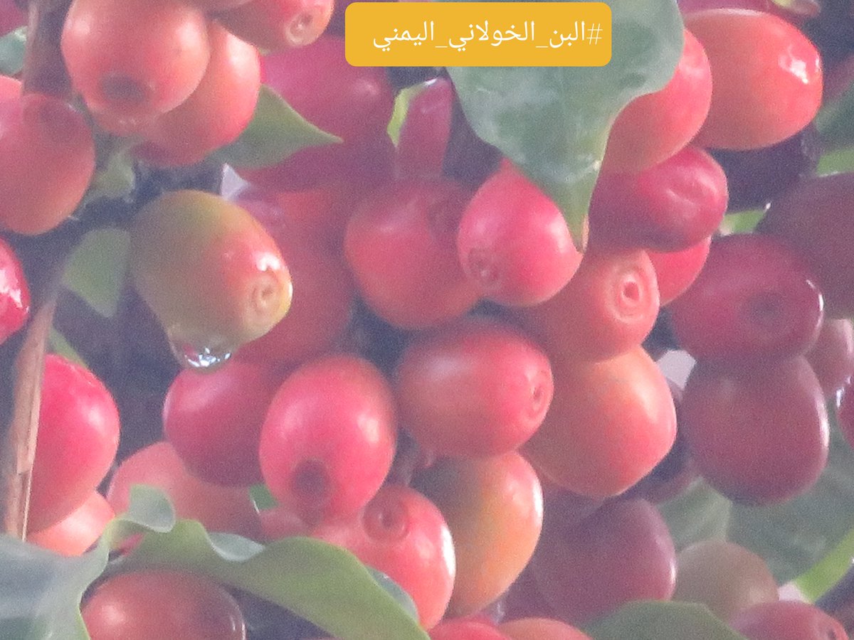 شجرة #البن_الشطيلي تثمر مره واحده في العام وتتميز بغزارة الانتاج وحبوب #البن ذات الحجم الكبير.