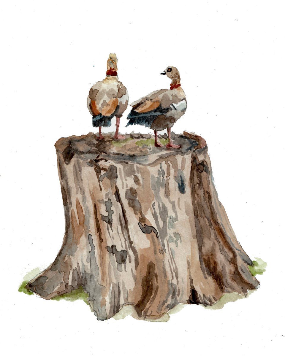 piss_brain's tweet image. flowers and geese
