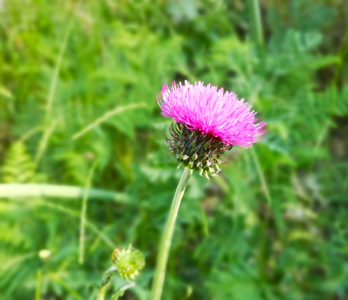 Pedro Ojeda Escudero tweet media