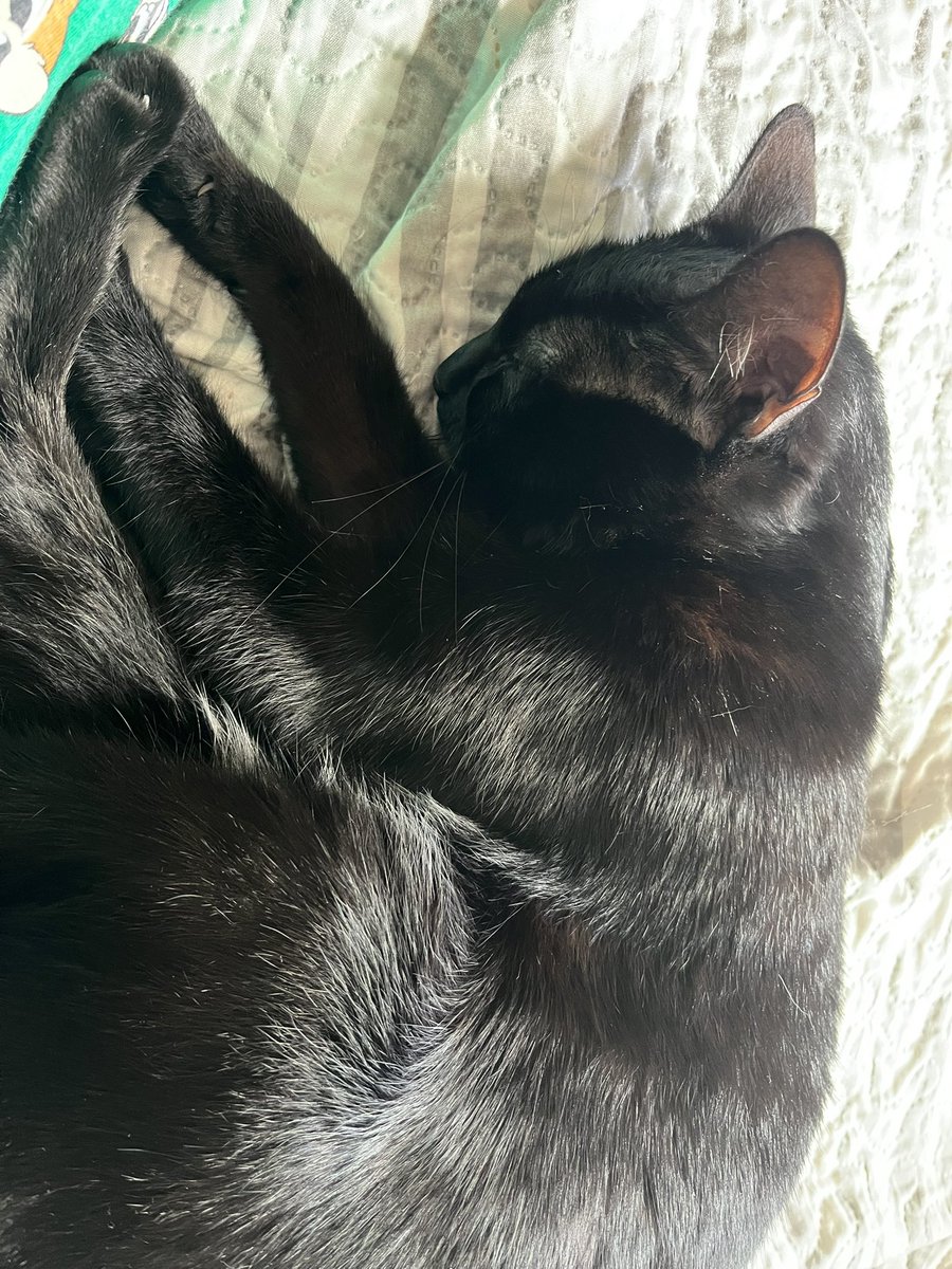 KokeTami's tweet photo. Duerme como los angelitos 😻😍 https://t.co/TxmV41uiHJ