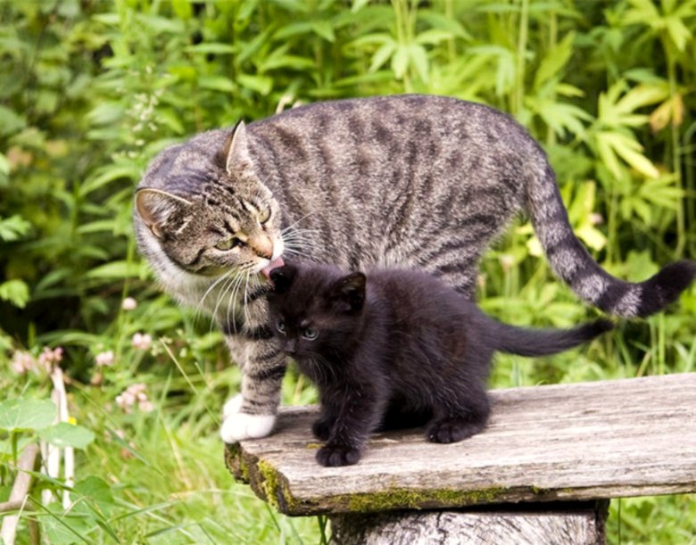 monkey_dancing's tweet photo. There is some invisible thread that connects a mother and her child, connects their souls and makes the love between them endless.❤️❤️🐾🐈‍⬛ https://t.co/jkvAdrGeHR
