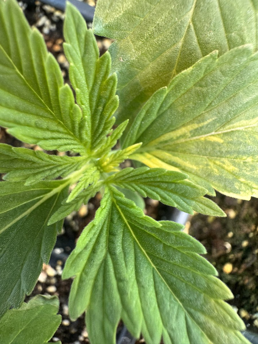 Sun finally out. Air temp is as cold as a witches tit for May but at least sun is out. 25k plants  potted up and sitting tight just needs weather to cooperate to drive these out in June.(Variegation popping out on a small SCCC B6 X CHB test lot we wanna get eyes on this year)